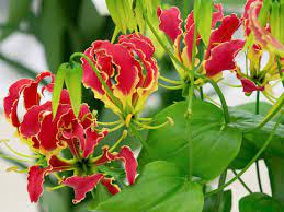 Gloriosa superba